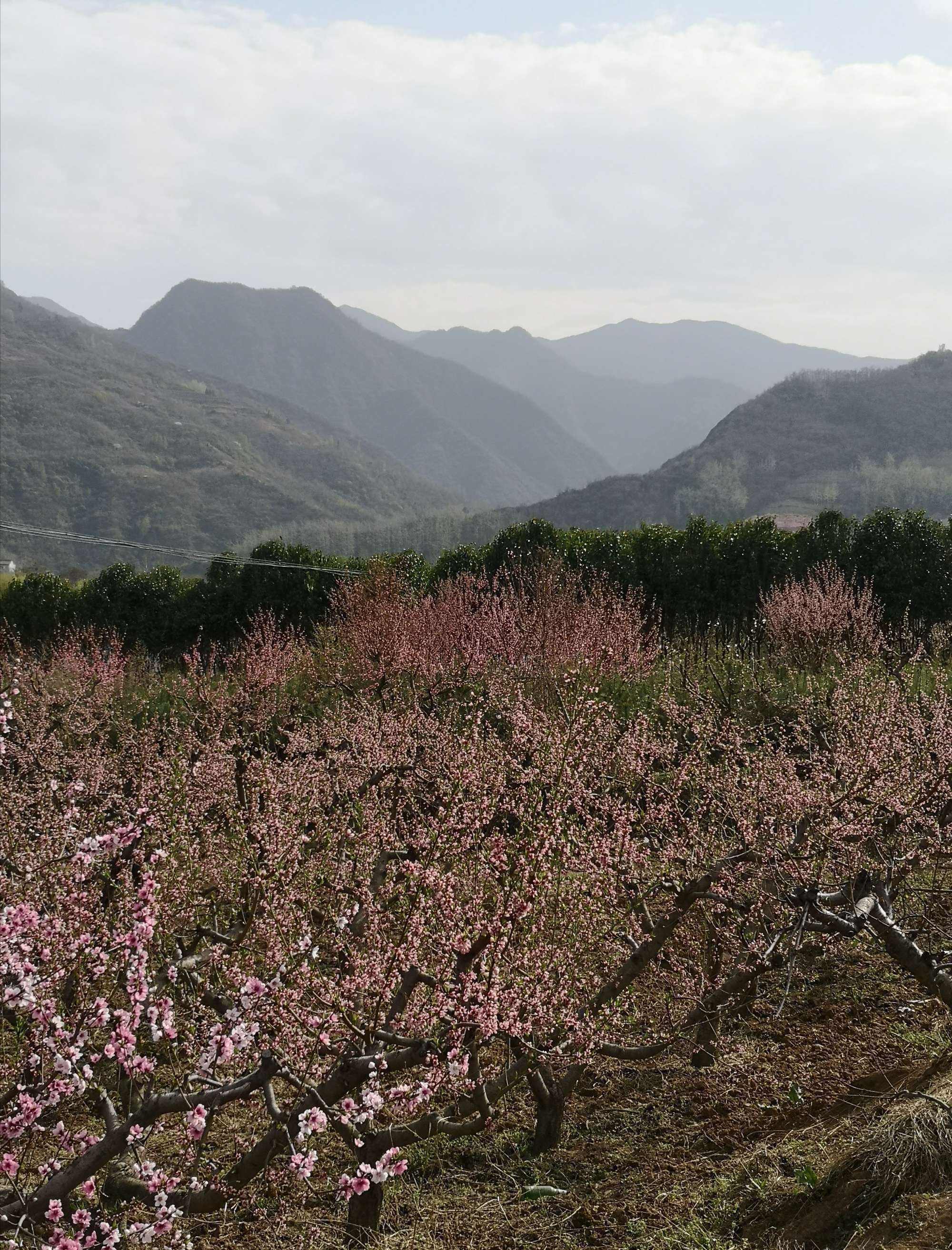 手机版桃花源记(桃花源记手游下载版本)