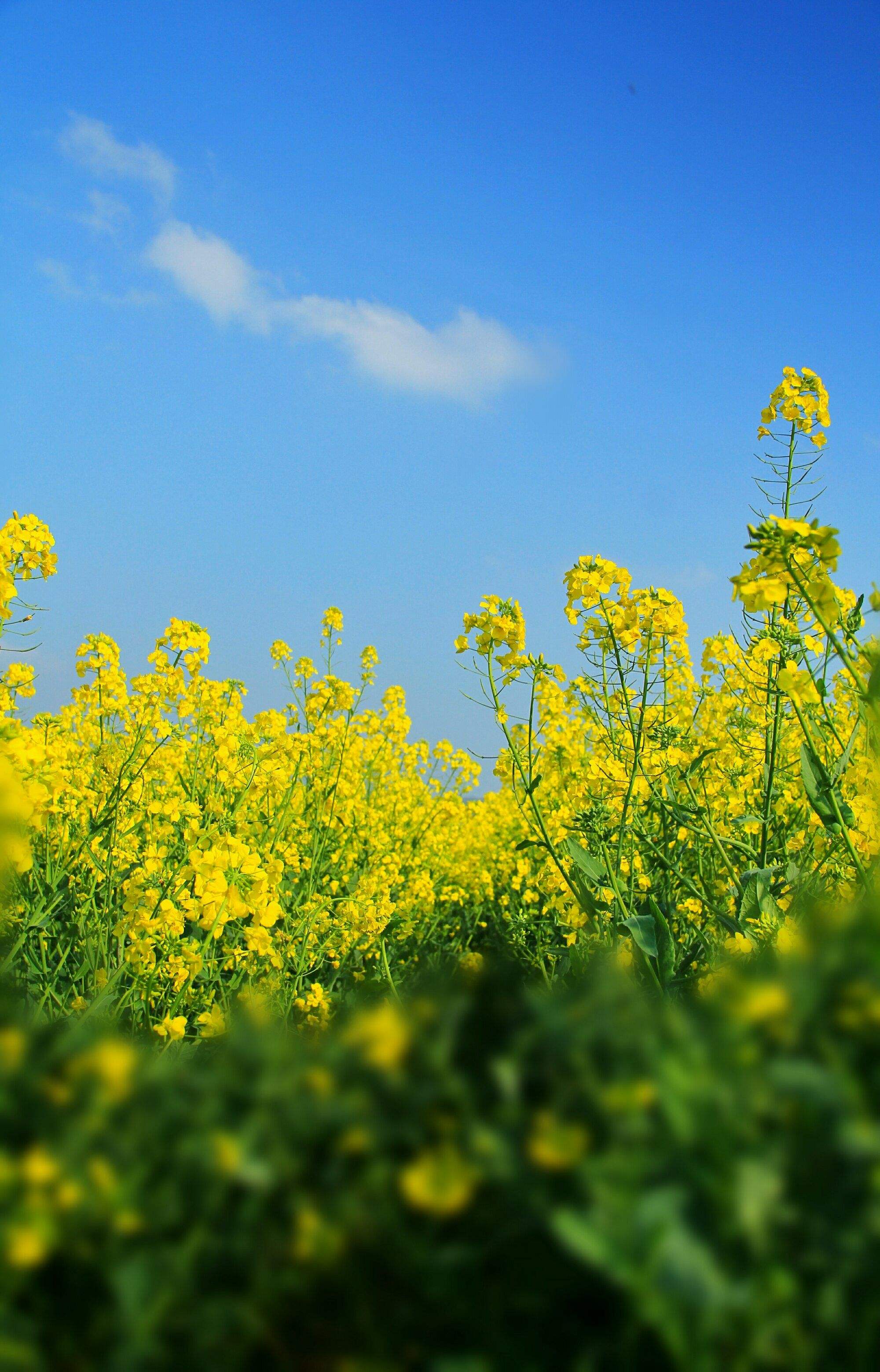 春暖花开手机版在线(春暖花开电视剧2019年)