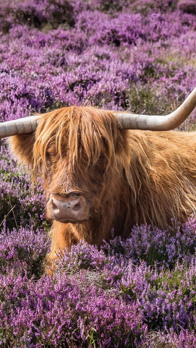 公牛壁纸苹果版免费(公牛壁纸高清图片个性)-第4张图片-有道翻译官网